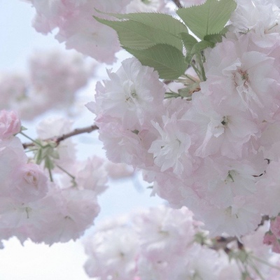 Furry插画氛围提升兽圈群